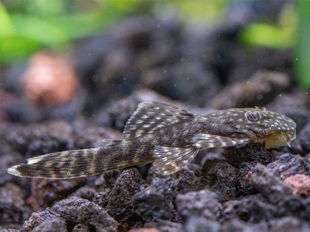 Bristlenose Pleco (Ancistrus cf. cirrhosus) - USA Bred!