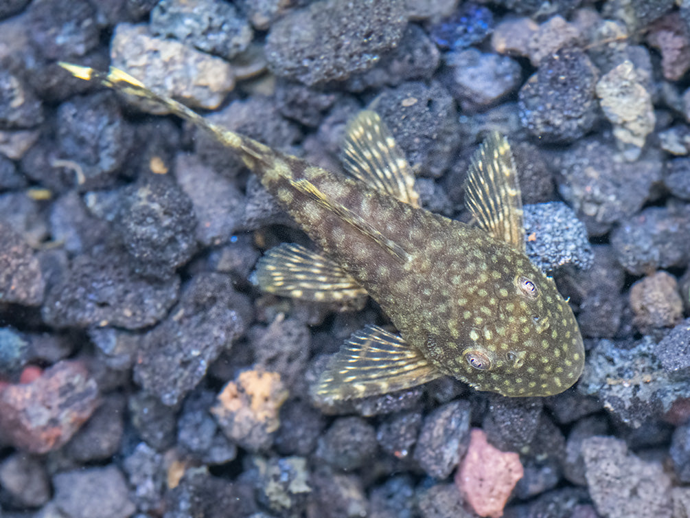 Bristlenose Pleco (Ancistrus cf. cirrhosus) - USA Bred!