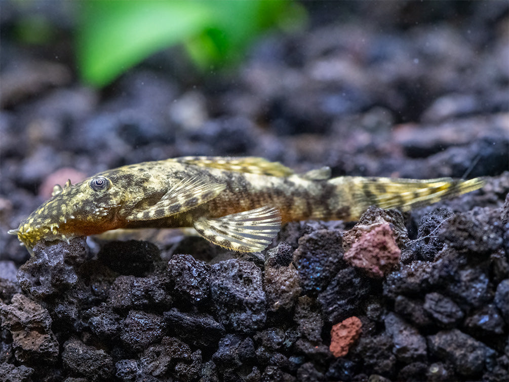Bristlenose Pleco (Ancistrus cf. cirrhosus) - USA Bred!