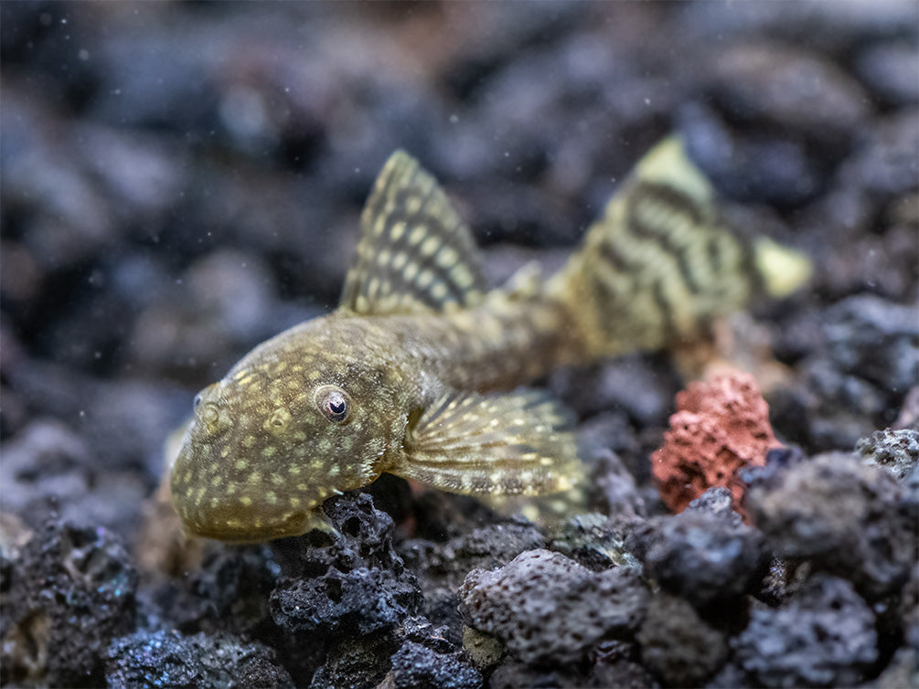 Bristlenose Pleco (Ancistrus cf. cirrhosus) - USA Bred!