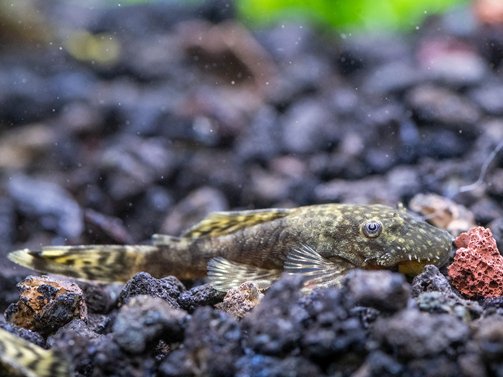Bristlenose Pleco (Ancistrus cf. cirrhosus) - USA Bred!