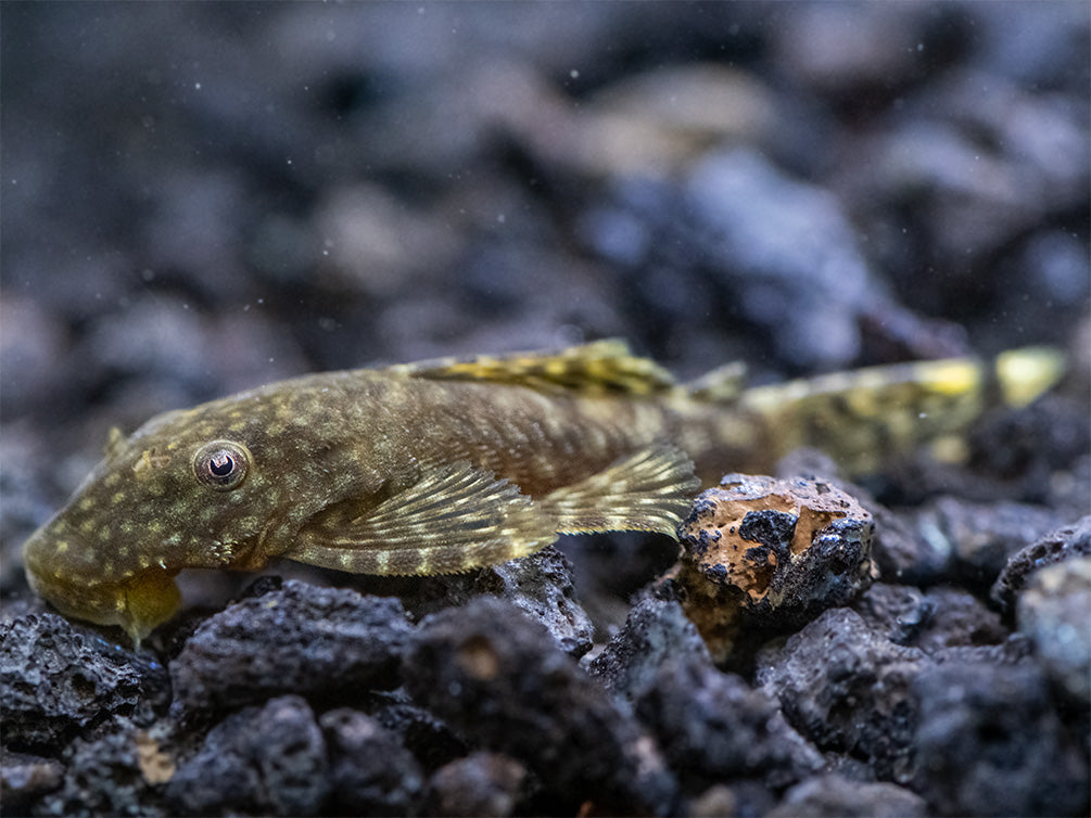 Bristlenose Pleco (Ancistrus cf. cirrhosus) - USA Bred!