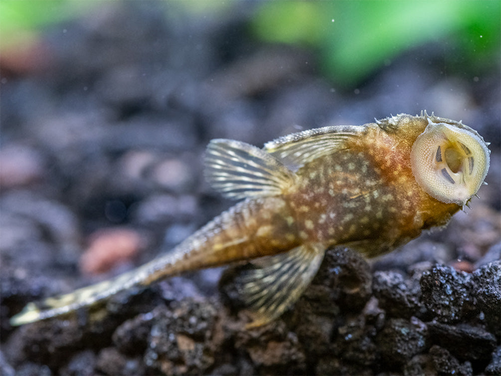 Bristlenose Pleco (Ancistrus cf. cirrhosus) - USA Bred!