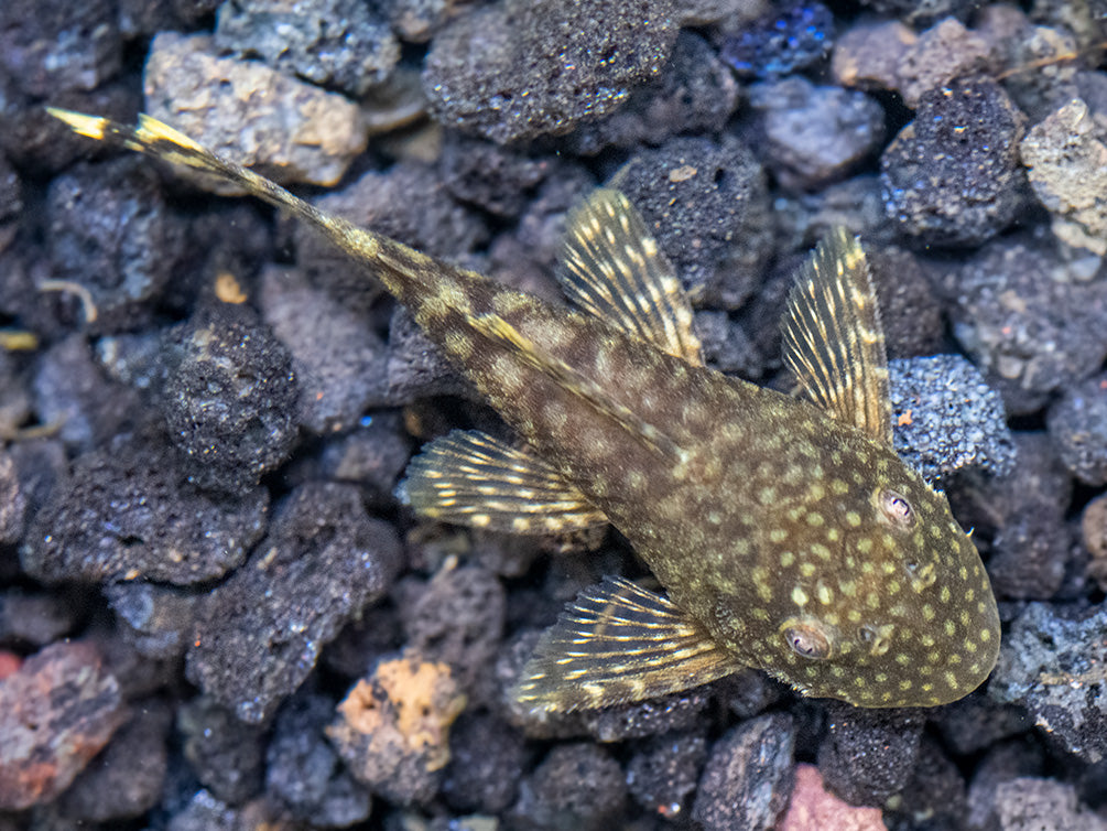 Bristlenose Pleco (Ancistrus cf. cirrhosus) - USA Bred!