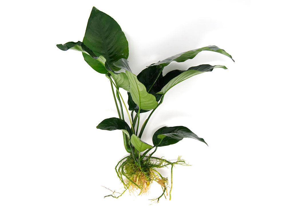 Anubias barteri Large "Broad Leaf," Bare Root