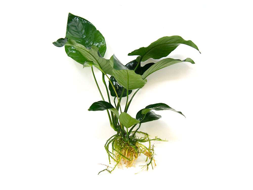 Anubias barteri Large "Broad Leaf," Bare Root