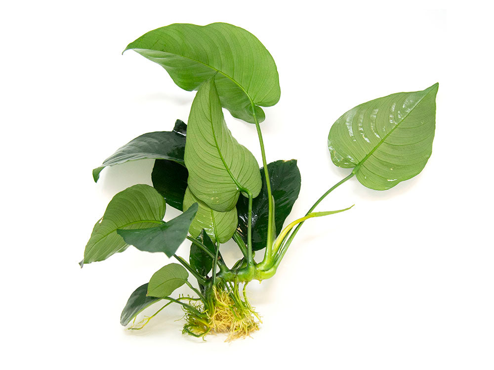 Anubias barteri Large "Broad Leaf," Bare Root