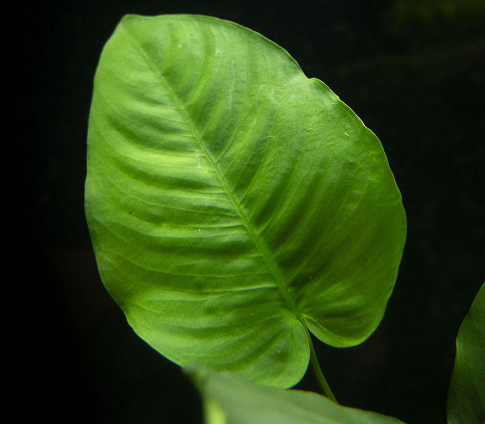 Anubias barteri Large "Broad Leaf," Bare Root