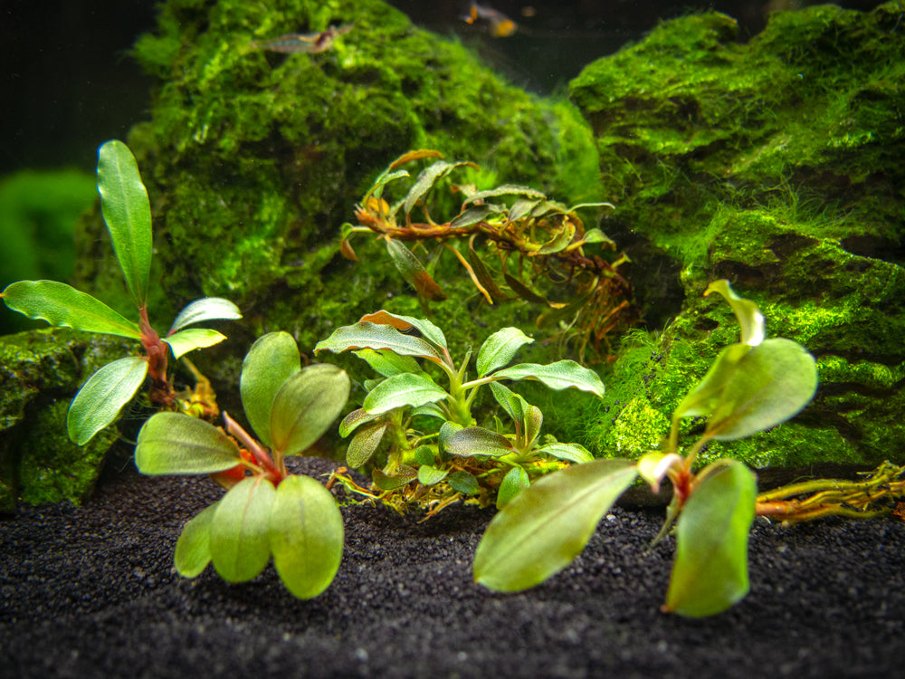 Assorted Buce Plant (Bucephalandra sp.)