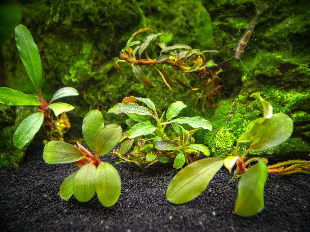 水草 Bucephalandra sp.\