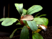 Brownie Purple Buce Plant (Bucephalandra sp. "Brownie Purple")