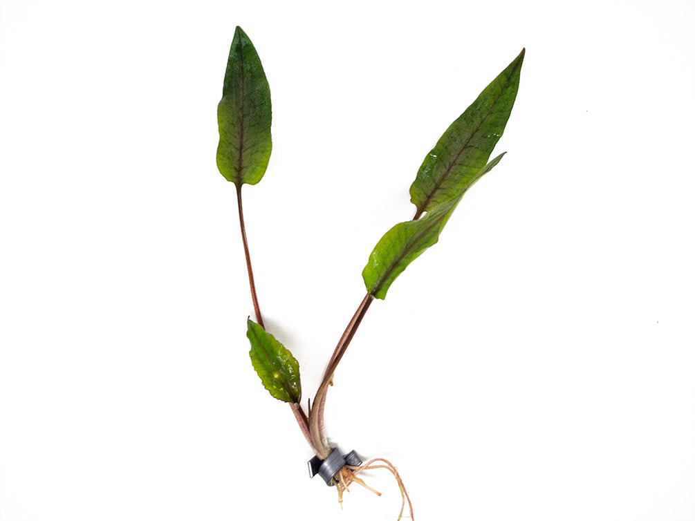 Undulated Crypt (Cryptocoryne undulata), Bare Root