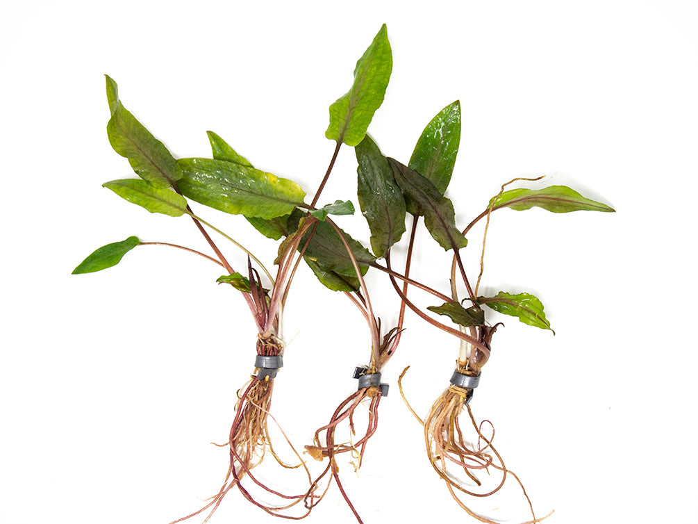 Undulated Crypt (Cryptocoryne undulata), Bare Root