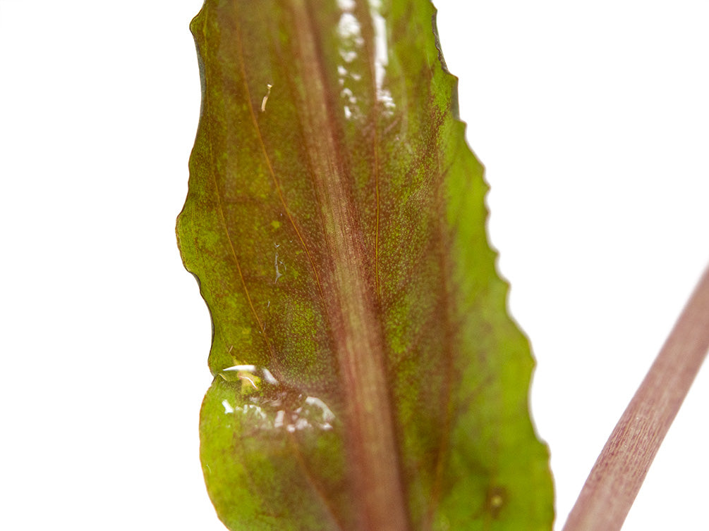 Undulated Crypt (Cryptocoryne undulata), Bare Root