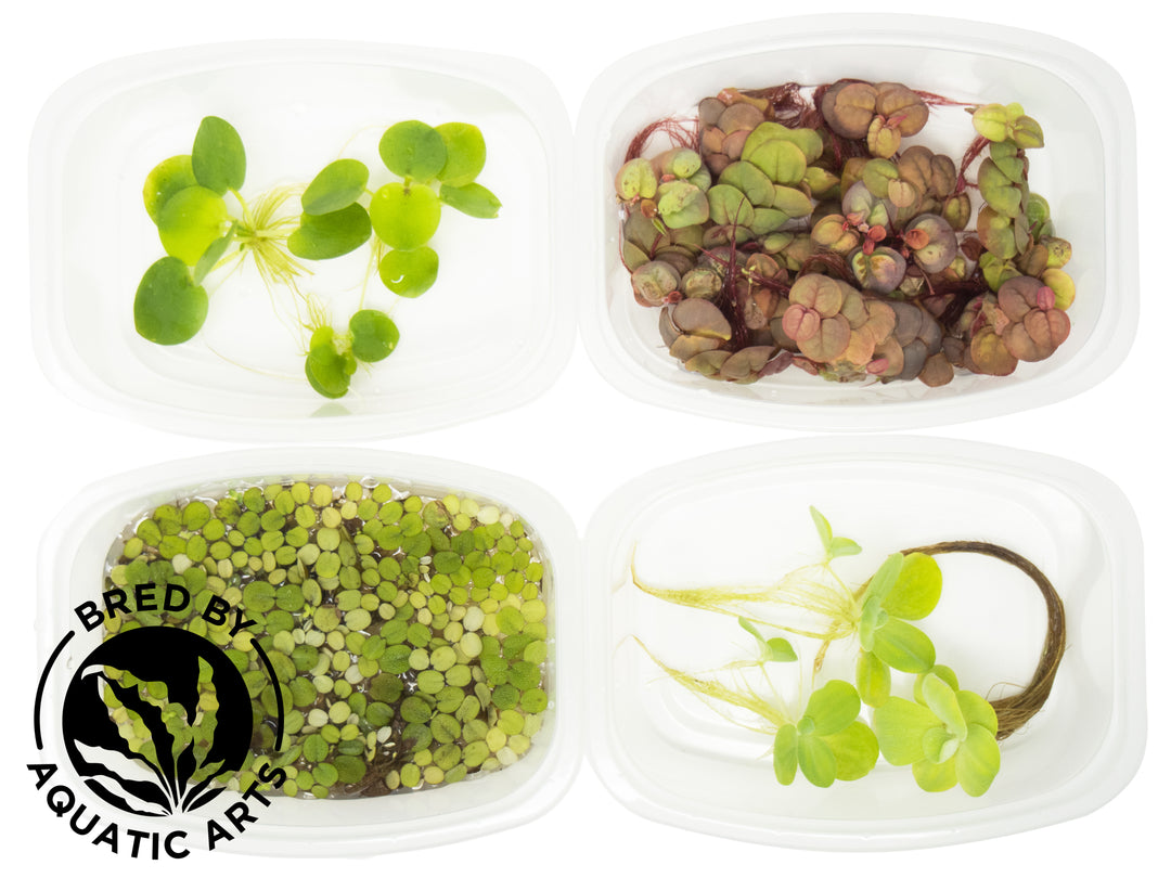 CYO Floating Plant Combo, Aquatic Arts Grown!