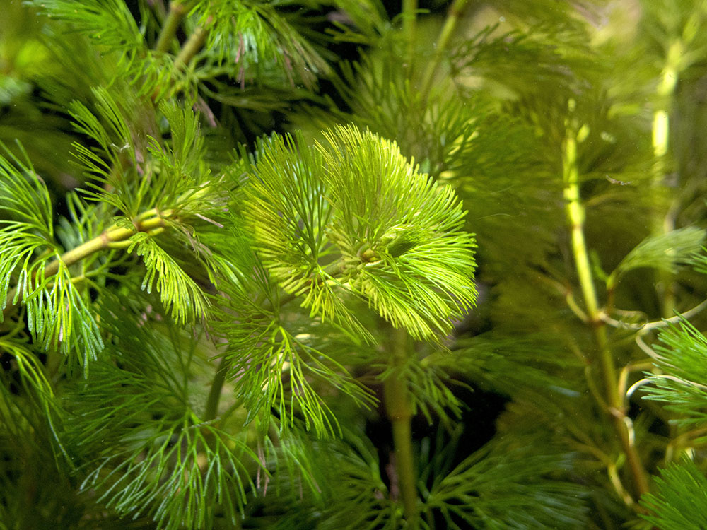 Purple / Green Cabomba - Aquatic Arts