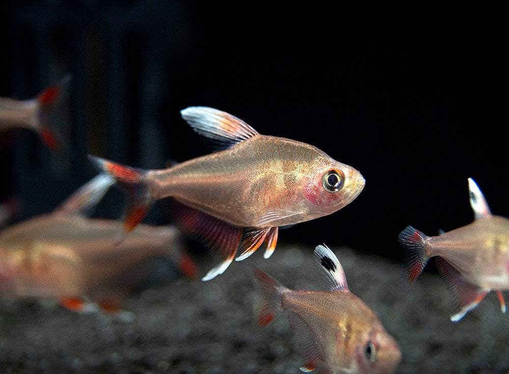 HY511 Candy Cane Tetra (Hyphessobrycon sp.) - Tank-Bred!