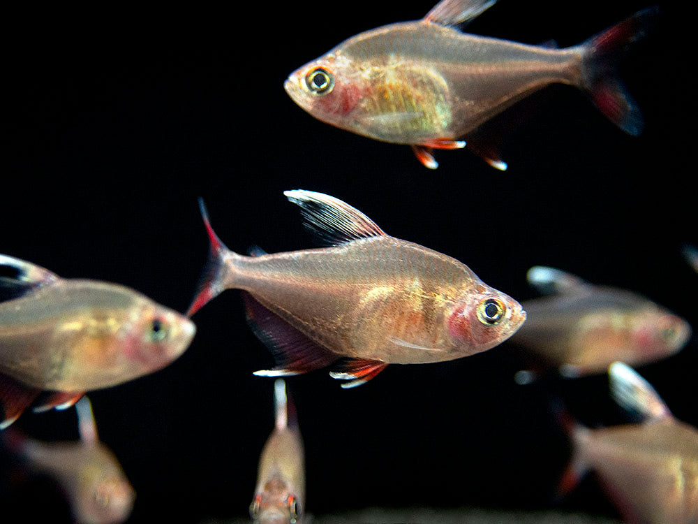 HY511 Candy Cane Tetra (Hyphessobrycon sp.) - Tank-Bred!