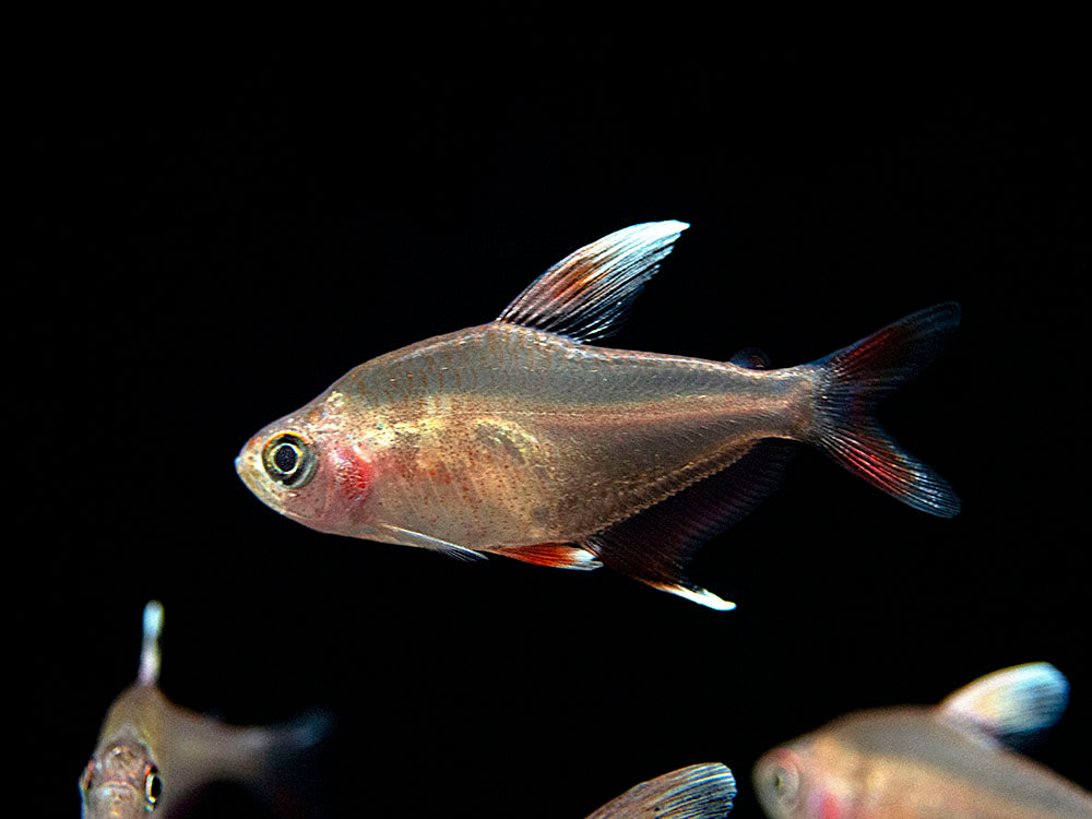 HY511 Candy Cane Tetra (Hyphessobrycon sp.) - Tank-Bred!