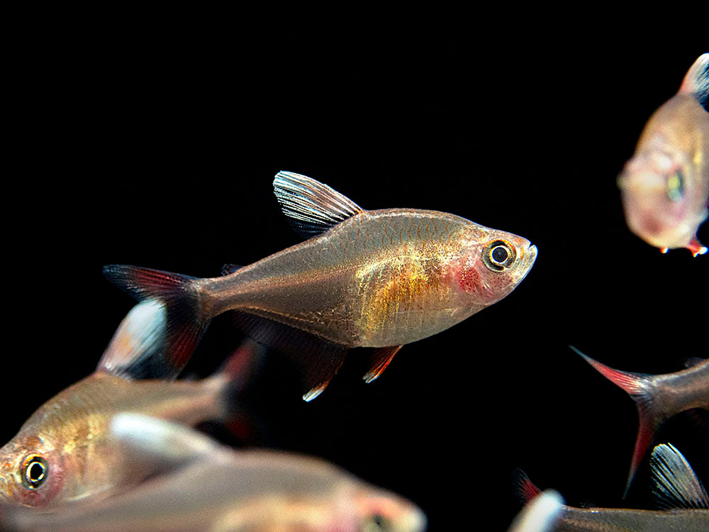 HY511 Candy Cane Tetra (Hyphessobrycon sp.) - Tank-Bred!