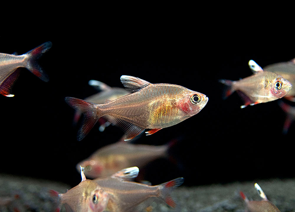 HY511 Candy Cane Tetra (Hyphessobrycon sp.) - Tank-Bred!