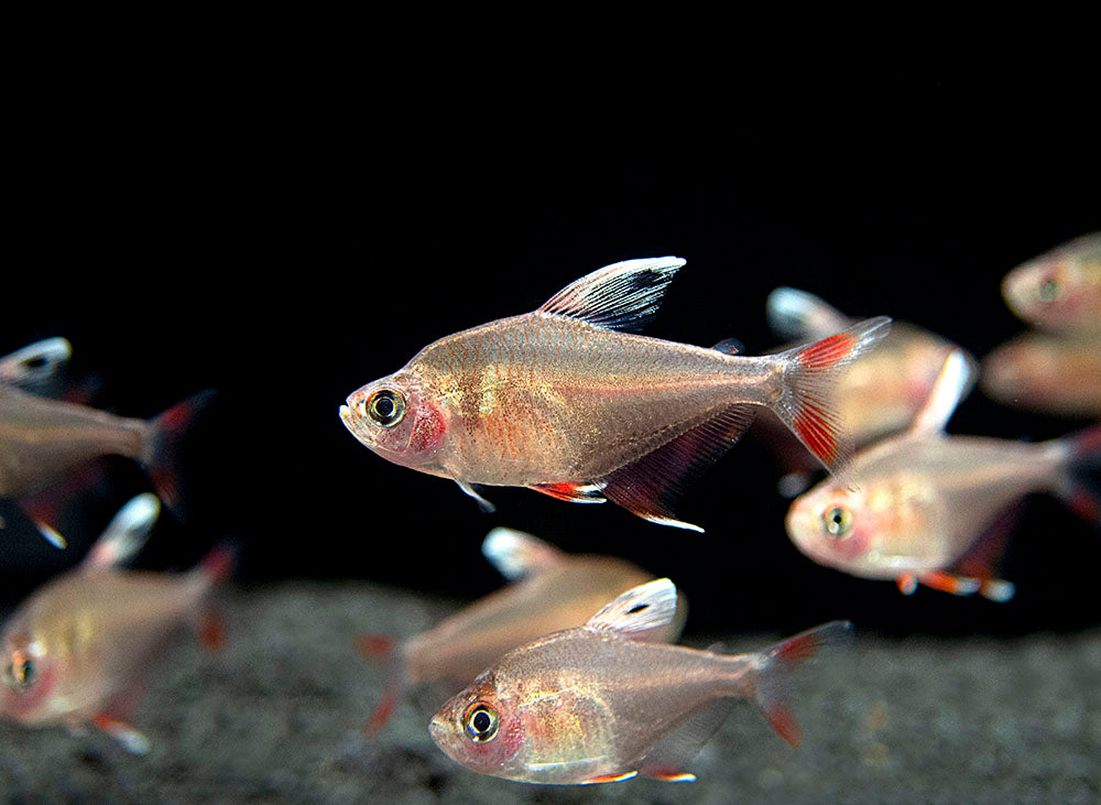 HY511 Candy Cane Tetra (Hyphessobrycon sp.) - Tank-Bred!