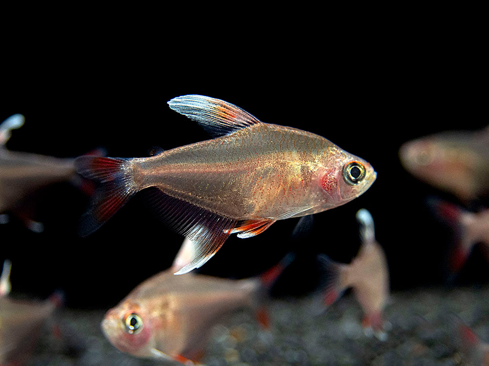 HY511 Candy Cane Tetra (Hyphessobrycon sp.) - Tank-Bred!