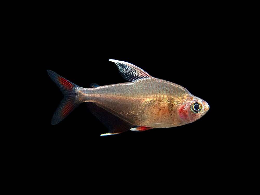 HY511 Candy Cane Tetra (Hyphessobrycon sp.) - Tank-Bred!