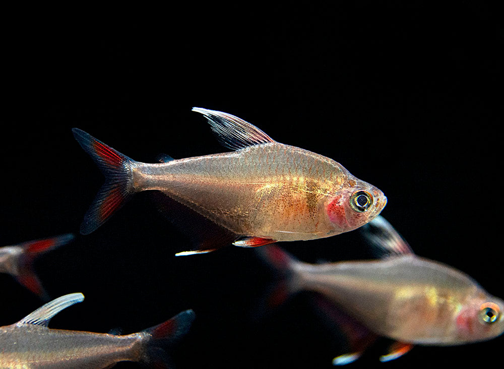 HY511 Candy Cane Tetra (Hyphessobrycon sp.) - Tank-Bred!