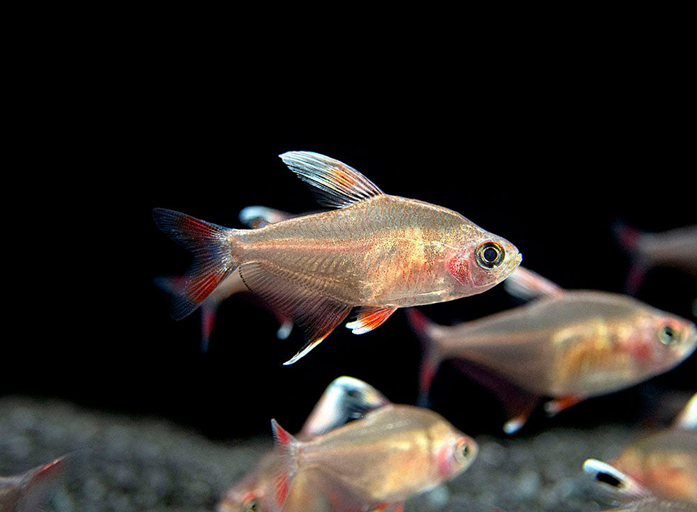 HY511 Candy Cane Tetra (Hyphessobrycon sp.) - Tank-Bred!