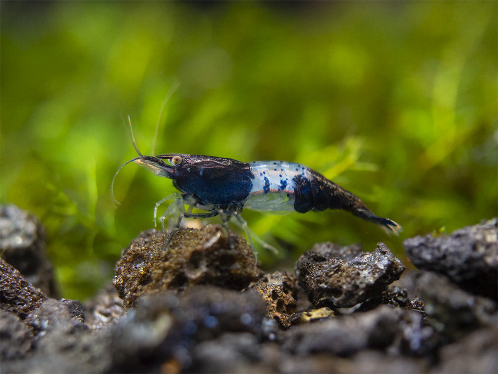 Carbon Rili Shrimp (Neocaridina davidi), Tank-Bred