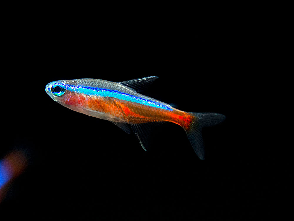 Cardinal Tetra (Paracheirodon axelrodi), Tank-Bred
