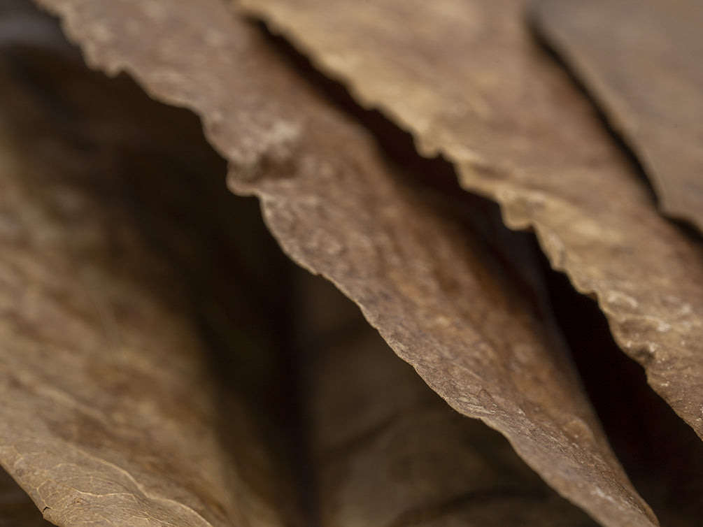 catappa leaves betta