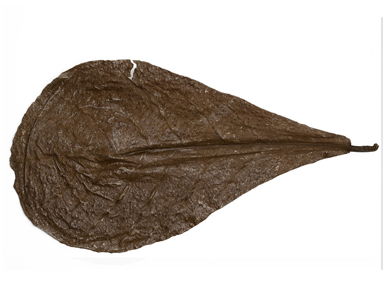 catappa leaves shrimp