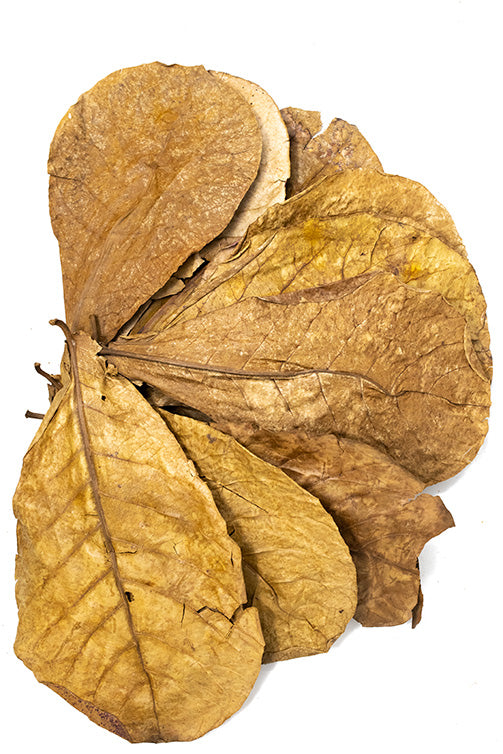 catappa indian almond leaves