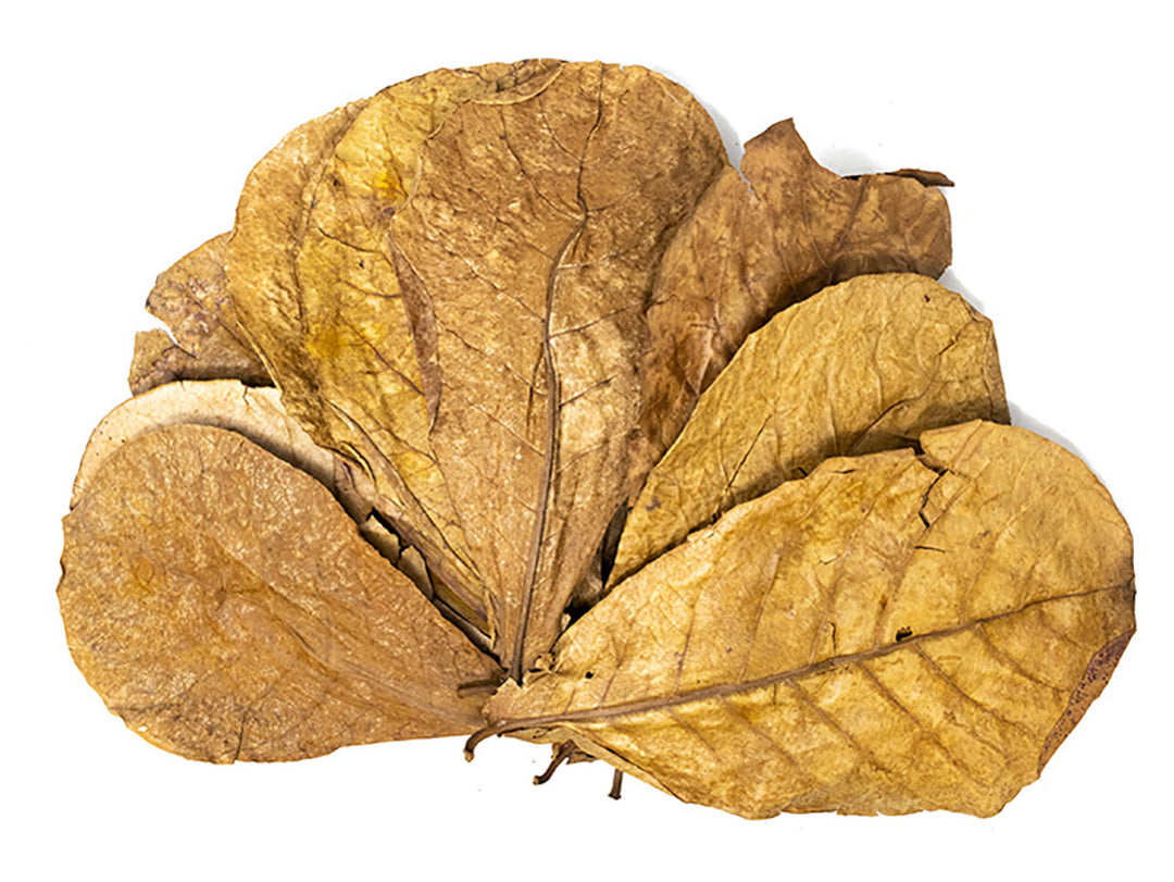 catappa leaves for crabs