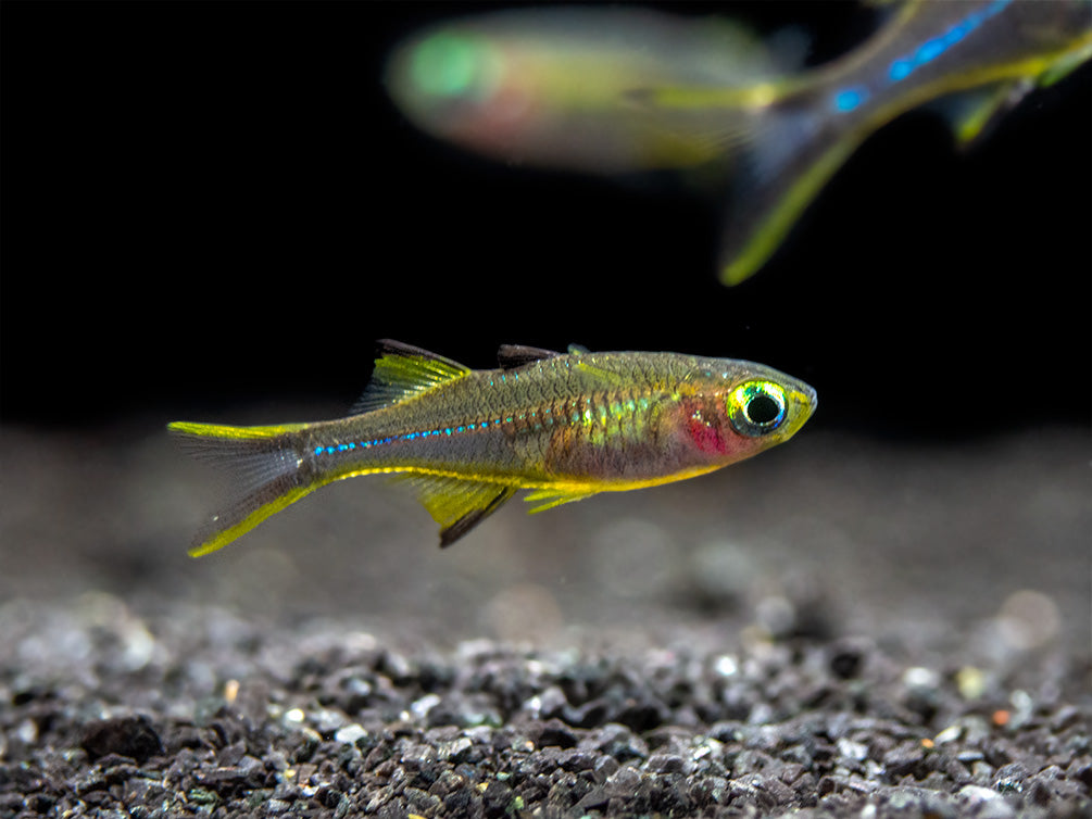 Celebes Rainbowfish (Marosatherina ladigesi), Tank-Bred