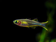 Celebes Rainbowfish (Marosatherina ladigesi), Tank-Bred
