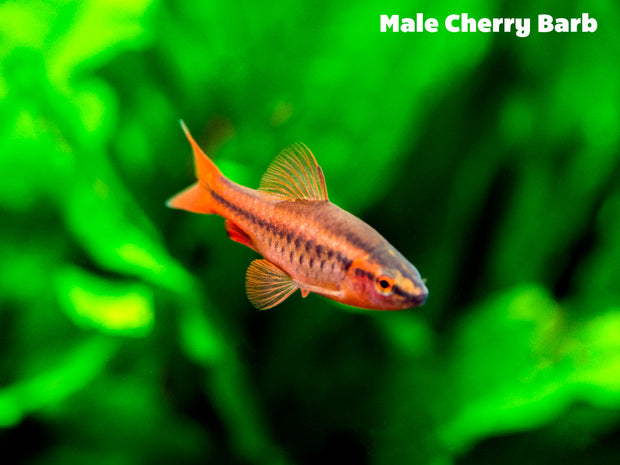 Cherry Barb nano fish for sale