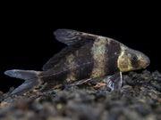 Chinese Hi Fin Banded Shark Loach (Myxocyprinus asiaticus), Captive-Bred!