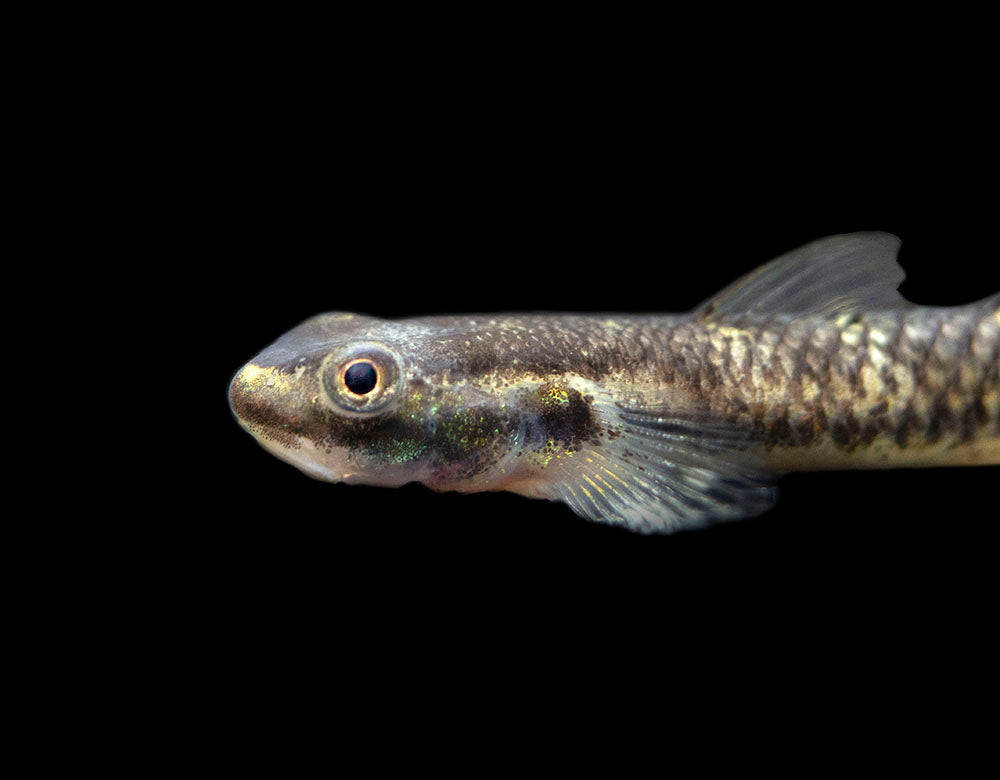 Cobalt Blue Dwarf Goby (Stiphodon semoni)