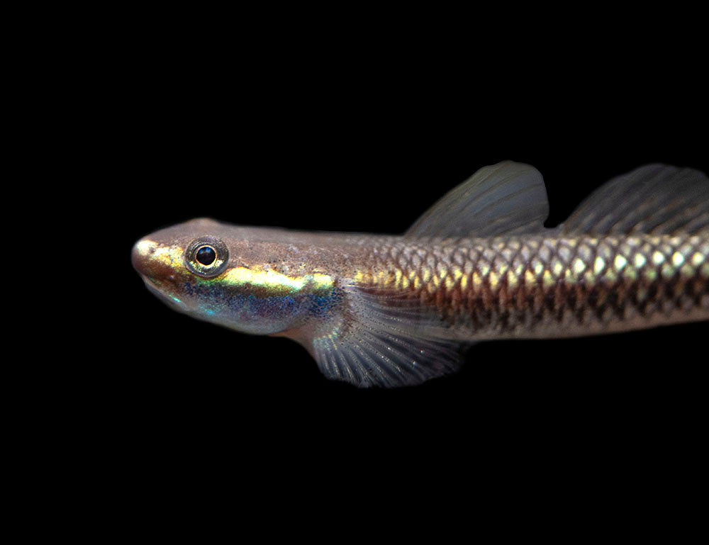 Cobalt Blue Dwarf Goby (Stiphodon semoni)