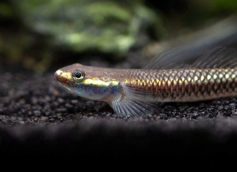 Cobalt Blue Dwarf Goby (Stiphodon semoni)