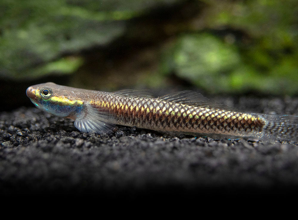 Cobalt Blue Dwarf Goby (Stiphodon semoni)