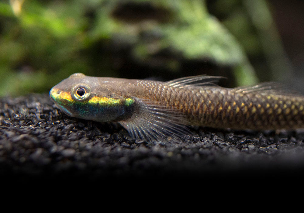 Cobalt Blue Dwarf Goby (Stiphodon semoni)