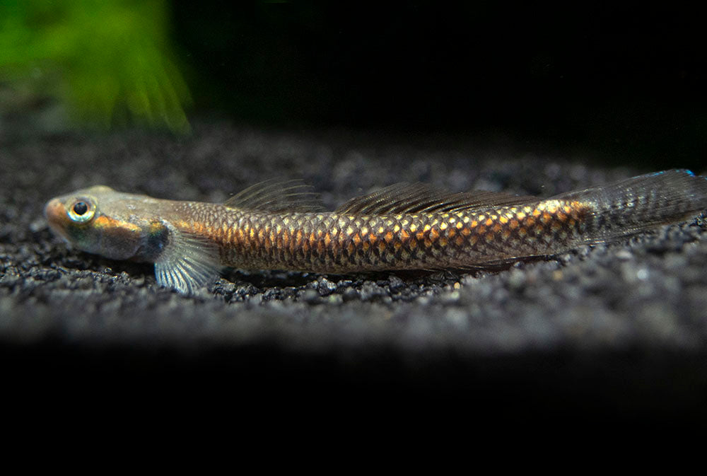 Cobalt Blue Dwarf Goby (Stiphodon semoni)