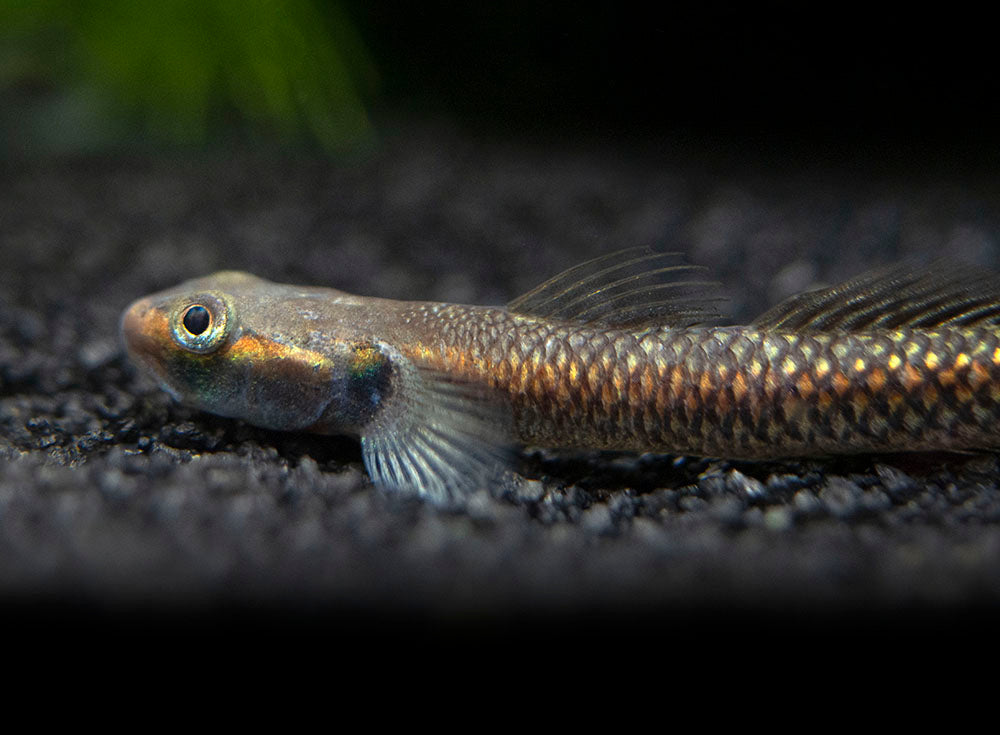 Cobalt Blue Dwarf Goby (Stiphodon semoni)