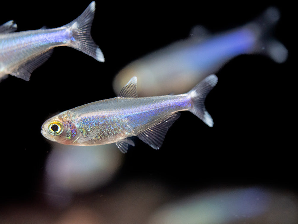 Blue Tetra