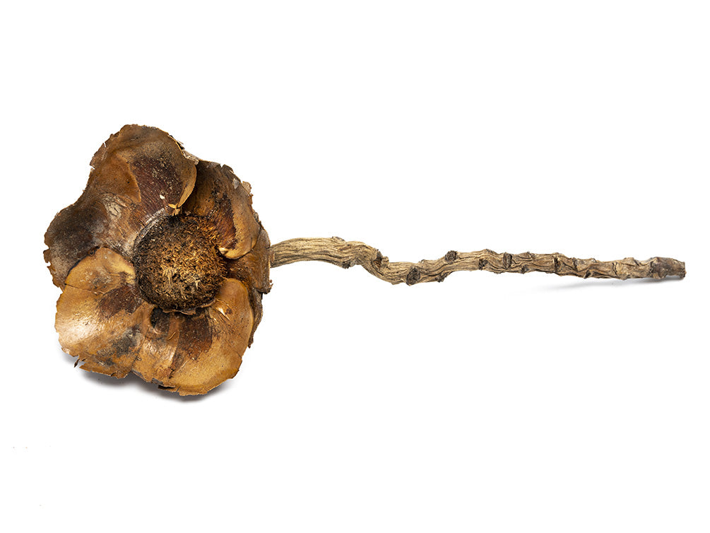 dried aquarium leaf litter