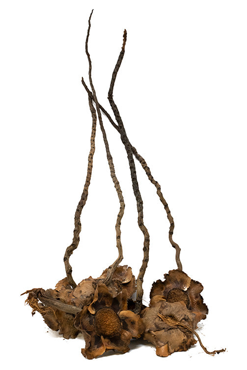 coconut petals for fish tank